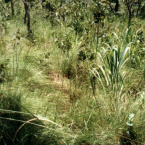 hauahuahauhauhauahhauhauahuahuahauhu2000 - Lançamento do livro: Manejo de Pastagem Ecológica - um conceito para o terceiro milênio
