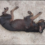 hauahuahauhauhauahhauhauahuahuahauhuOPERAÇÃO SANSÃO: Denúncias de maus-tratos contra animais são alvo de operação da Polícia Civil