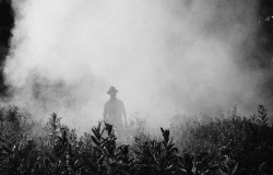 Nos EUA, Monsanto é condenada a pagar multa milionária por herbicida