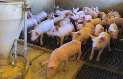Implantação da bolsa de suínos em Mato Grosso ameniza perdas