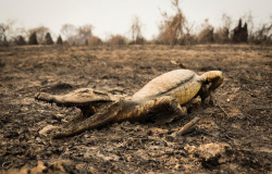 Fotos de animais atingidos pelos incêndios no Pantanal de MT são expostas em evento