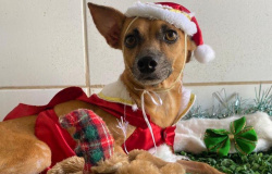 Cães fazem ensaio fotográfico de Natal para incentivar adoções de animais, em Fortaleza