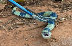 Cobra de coloração rara é resgatada em cozinha do IFMT de Alta Floresta
