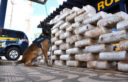 Polícia apreende mais de 800kg de pasta base de cocaína em MT, a maior em 18 meses