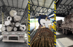 PRF apreende carreta que transportava madeira ilegal e excesso de peso em Pontes e Lacerda