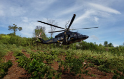 OPERAÇÕES CONJUNTAS: Polícia Federal destrói 5,7 toneladas de maconha em operação contra cultivo da droga no Paraguai