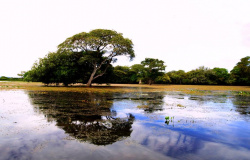 Plano de ao emergencial em defesa do Pantanal ser apresentado nesta sexta-feira