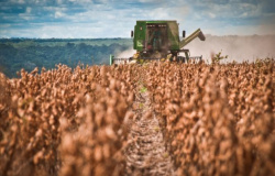 Problemas em safras da Amrica do Sul reduzem estoques de soja e milho dos EUA
