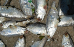 Polícia Ambiental apreende 14 toneladas de peixe durante a piracema