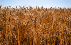 CNA debate potencial brasileiro para ampliar produção de trigo