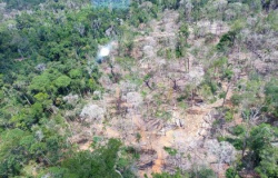 PF faz operação contra desmatamento em terra indígena em MT