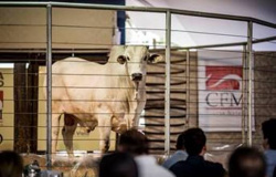 Megaleilão Nelore CFM 2022 venderá 500 touros em Campo Grande