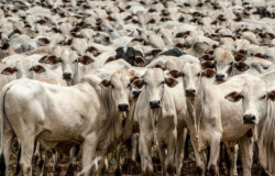 MPF instaura inquéritos civis para investigar a origem do gado adquirido por 11 frigoríficos