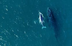Começou a temporada de baleias no litoral brasileiro