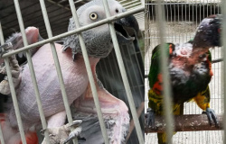 PF apreende animais silvestres que sofriam maus-tratos no Rio