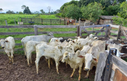 Polícia Civil recupera 10 cabeças de gado furtadas de propriedade rural em Colíder