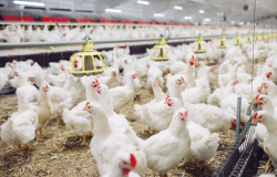 Energia e infraestrutura mantêm avicultura no vermelho