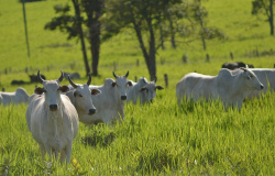Gerenciamento profissional na pecuária de corte aumenta produção de carne