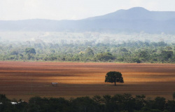 Especialistas discutem monitoramento e desmatamento do Cerrado