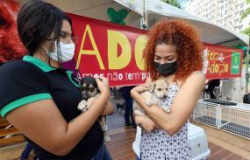 Precisa de um amigo? Segunda feira de adoção de cães será realizada na quinta-feira, na Praça Alencastro