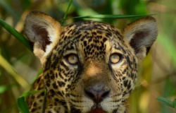 Onças são vistas mais "à vontade" no Pantanal