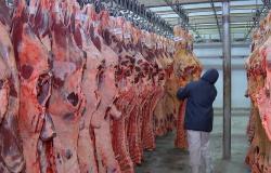 Carne exportada em MT aumentou 18% em 2020 e movimentou 1,8 milhão de dólares