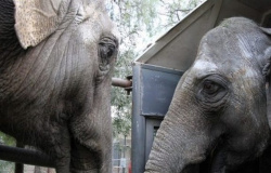 Elefantas vindas da Argentina chegam a santuário em Mato Grosso nesta quinta (12)