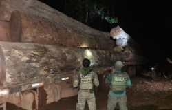 Operação da PF combate garimpos clandestinos e extração de madeira em terras indígenas