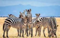 Afinal, as zebras são brancas com listras pretas ou vice-versa?
