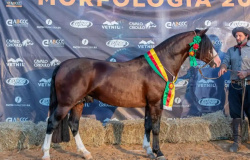Cuiabá revela mais 8 cavalos passaporteados para a Nacional da Morfologia Expointer