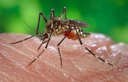 Prefeitura intensifica trabalhos lançando mutirão de mobilização contra a dengue em Alta Floresta