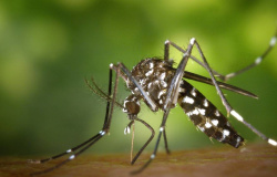 Dengue pode ser assintomática e até levar à morte; saiba como prevenir