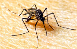 Casos de dengue já são quase 26 mil em Mato Grosso