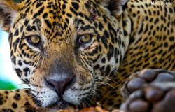 Onças-pintadas impulsionam turismo no Pantanal em MT; 90% dos turistas são estrangeiros