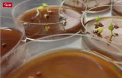 Cientistas de Portugal testam vacina para covid em forma de iogurte e suco.
