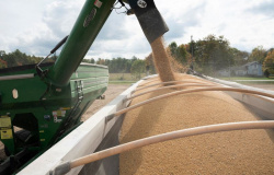 Colheita de soja atinge 4% da área no Paraná; plantio de milho safrinha chega a 2%