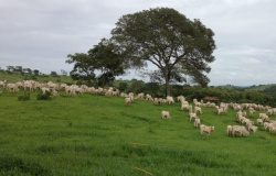 Fazendas de Urutaí Goiás colhem sucesso com o Manejo de Pastagem Ecológica