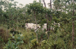 Formação da Pastagem Ecológica no Cerrado