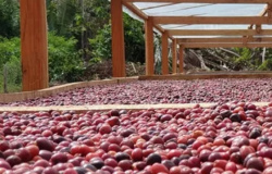 Associação Campo Verde recebe recurso para implemento no beneficiamento de café