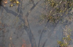 TCE-MT acompanha combate às queimadas em quatro municípios e contribui com ações do Poder Público