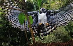 BBB da vida selvagem: biólogo monitora ninhos da maior águia do Brasil