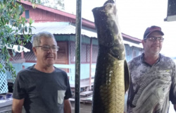 Pescador fisga pirarucu de mais de 90 quilos em rio Teles Pires em Paranaíta
