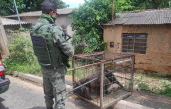 Batalhão Ambiental da PM já resgatou 291 animais silvestres na Região Metropolitana