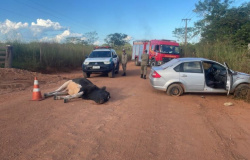 Motorista fica ferido ao atropelar bovino em estrada de Colíder