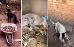 Maus-tratos a animais: três cães são encontrados abandonados aos fundos de uma residência em Alta Floresta