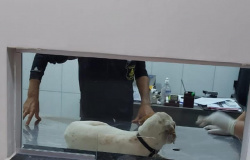 OPERAÇÃO SANSÃO: Denúncias de maus-tratos contra animais são alvo de operação da Polícia Civil