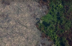 Tribunal fixa multa e danos morais em R$ 250 mil por desmatamento de 1,1 mil hectares em Paranaíta