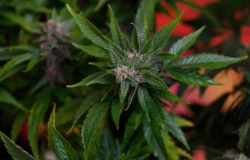 Usuários de cannabis são mais empáticos e pró-sociais, diz estudo