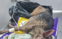 Voluntários encontram cachorro abandonado em saco de lixo em Cuiabá