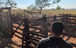 Polícia investiga furto de gado em propriedade de Nova Santa Helena